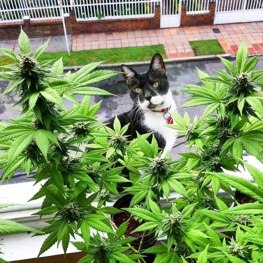 Dra Vet Adriana Moiron