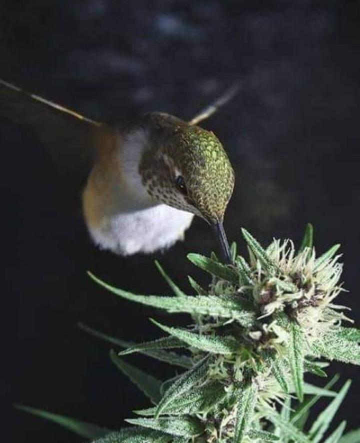 Dra Vet Adriana Moiron